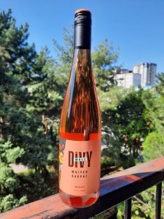 Merlot rosé 2025 Malé Divy Malých Karpát